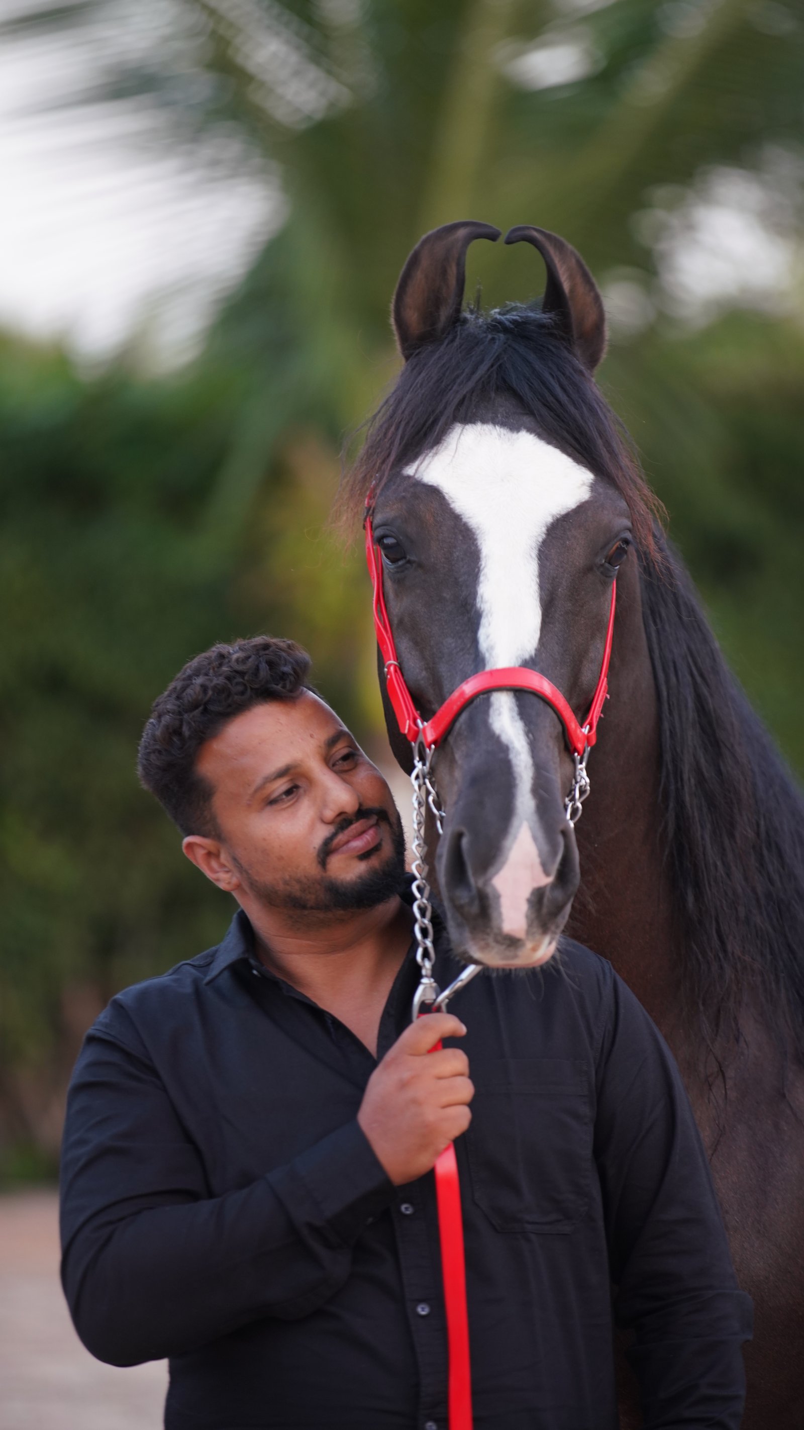 Horse at SB Stud Farm