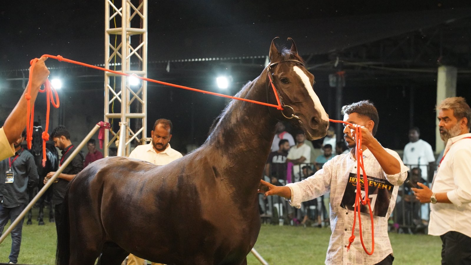 Marwari Horse Show