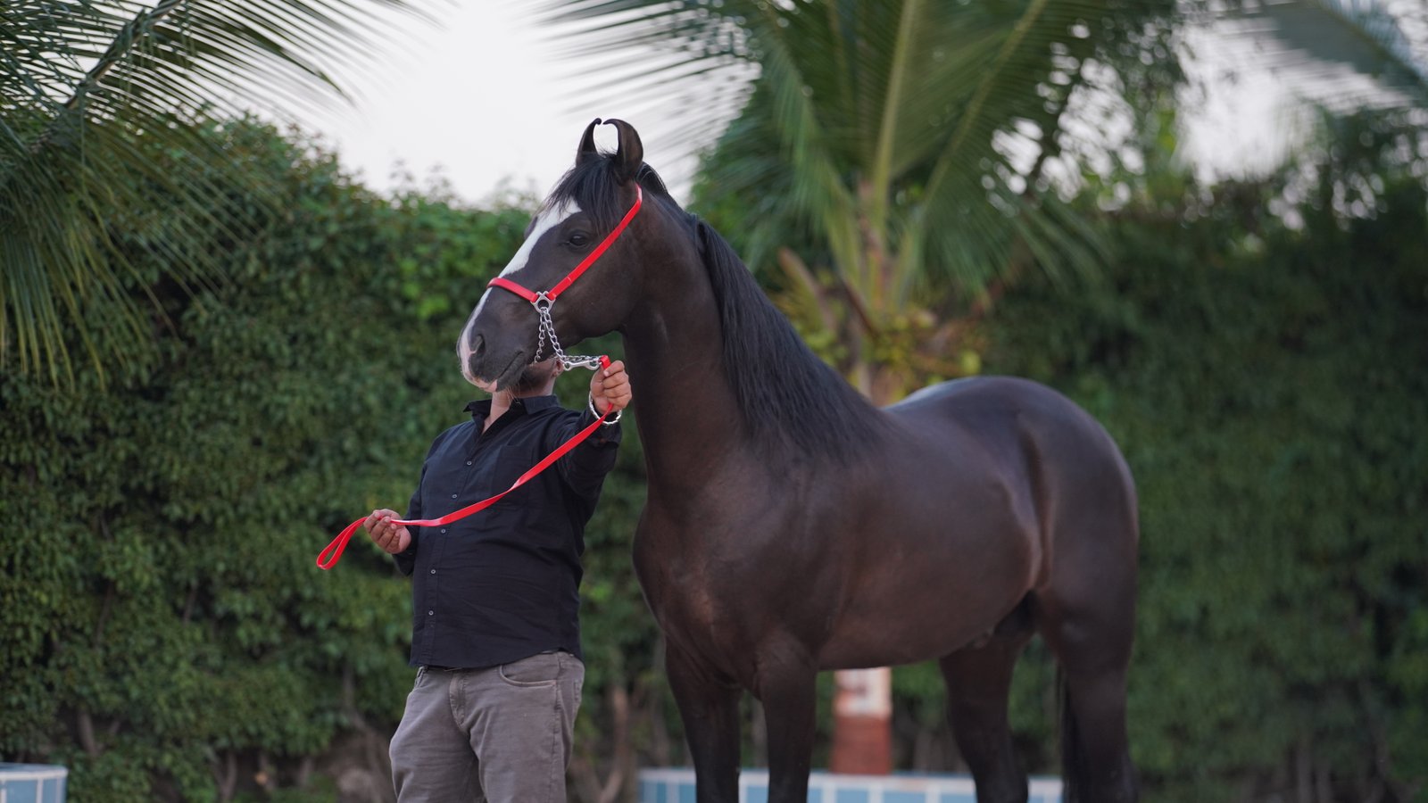SB Stud Farm